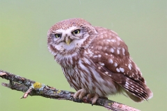Bird photo tours_Little Owl