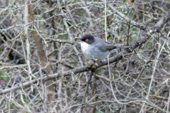 Birding Bulgaria Private Tours_1