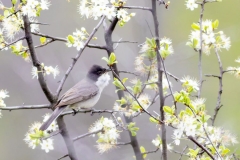 Birding Bulgaria Short Tours