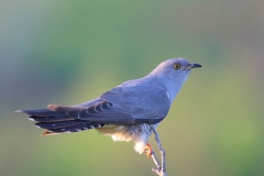 Birding Bulgaria Spring Tours