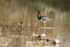 Private Birding Bulgaria Tours