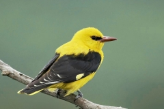 Private Birding Tours Bulgaria