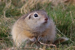 Private Wildlife Tours Bulgaria