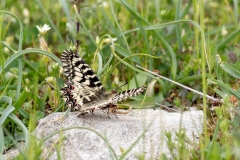 Private Wildlife Tours Bulgaria_1