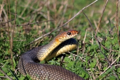 Caspian Whip Snake by Dimiter Georgiev