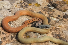 Dahl’s Whip Snake by Georgi Krastev