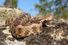 Nose-horned Viper by Georgi Krastev