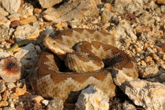 Nose-horned Viper by Georgi Krastev