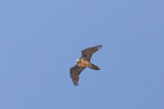 Azerbaijan Birding Tour_1