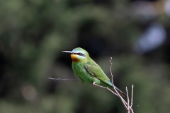 Azerbaijan Birding Tour_2
