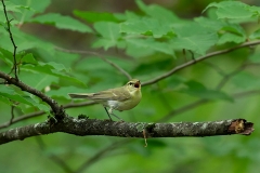 Azerbaijan Birding Tour_3