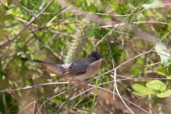 Azerbaijan Birding Tour_4