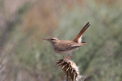 Azerbaijan Birding Tour_5