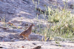 Azerbaijan Birding Tour_6