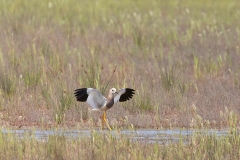 Azerbaijan Birding Tour_7