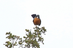 Azerbaijan Birding Tour_8