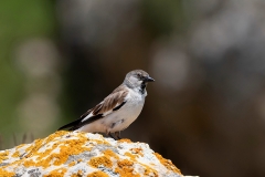 Azerbaijan Birding Tour_9