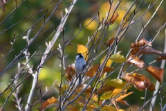 Birding-Azerbaijan-tour