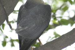 Birding-Azerbaijan-tour_1