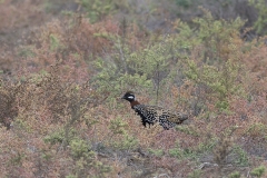 Birding-Azerbaijan-tour_2