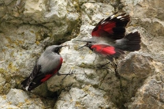 Birding and botanical holiday in Bulgaria
