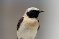Birding and botanical holiday in Bulgaria