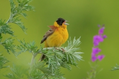 Birding and botanical holiday in Bulgaria