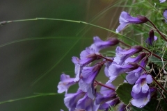 Birding and botanical holiday in Bulgaria