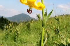 Birding and botanical holiday in Bulgaria