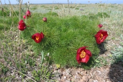 Birding and botanical holiday in Bulgaria
