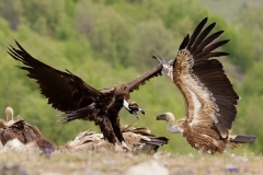 Birding and botanical holiday in Bulgaria