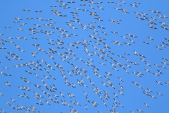 Birding and botanical holiday in Bulgaria