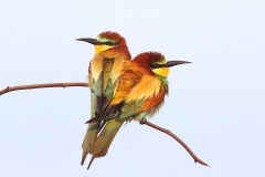 Birding and botanical holiday in Bulgaria