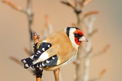 bird photography tours Bulgaria
