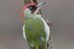 bird photography tours Bulgaria