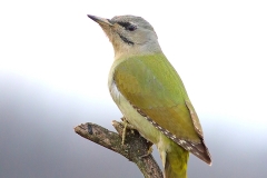 bird photography tours Bulgaria