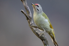 bird photography tours Bulgaria
