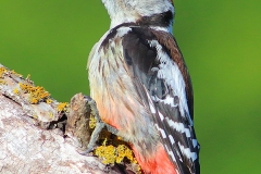 bird photography tours Bulgaria