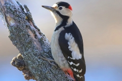 bird photography tours Bulgaria