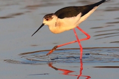 Black-winged Stilt by Dimiter Georgiev