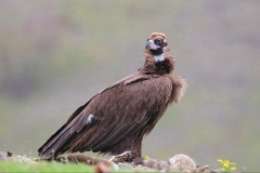 Cinerous Vulture by Dimiter Georgiev(1)