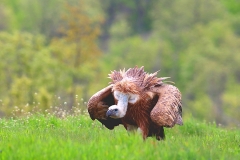 Eurasian Griffon Vulture by Dimiter Georgiev