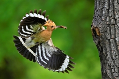 Eurasian Hoopoe by Terry Ayling