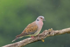 European Turtle Dove by Dimiter Georgiev