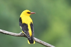 Eurasian Golden Oriole by Terry Ayling