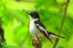 Semi-collared Flycatcher by Mladen Vasilev