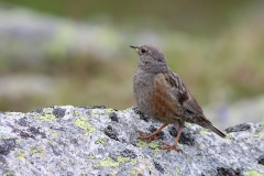 Alpine Accentor by Dimiter Georgiev 2