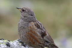 Alpine Accentor by Dimiter Georgiev