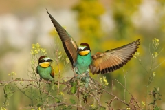 European Bee-eaters by Mladen Vasilev 4