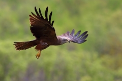 Black Kite by Dimiter Georgiev